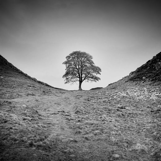 Sycamore Gap